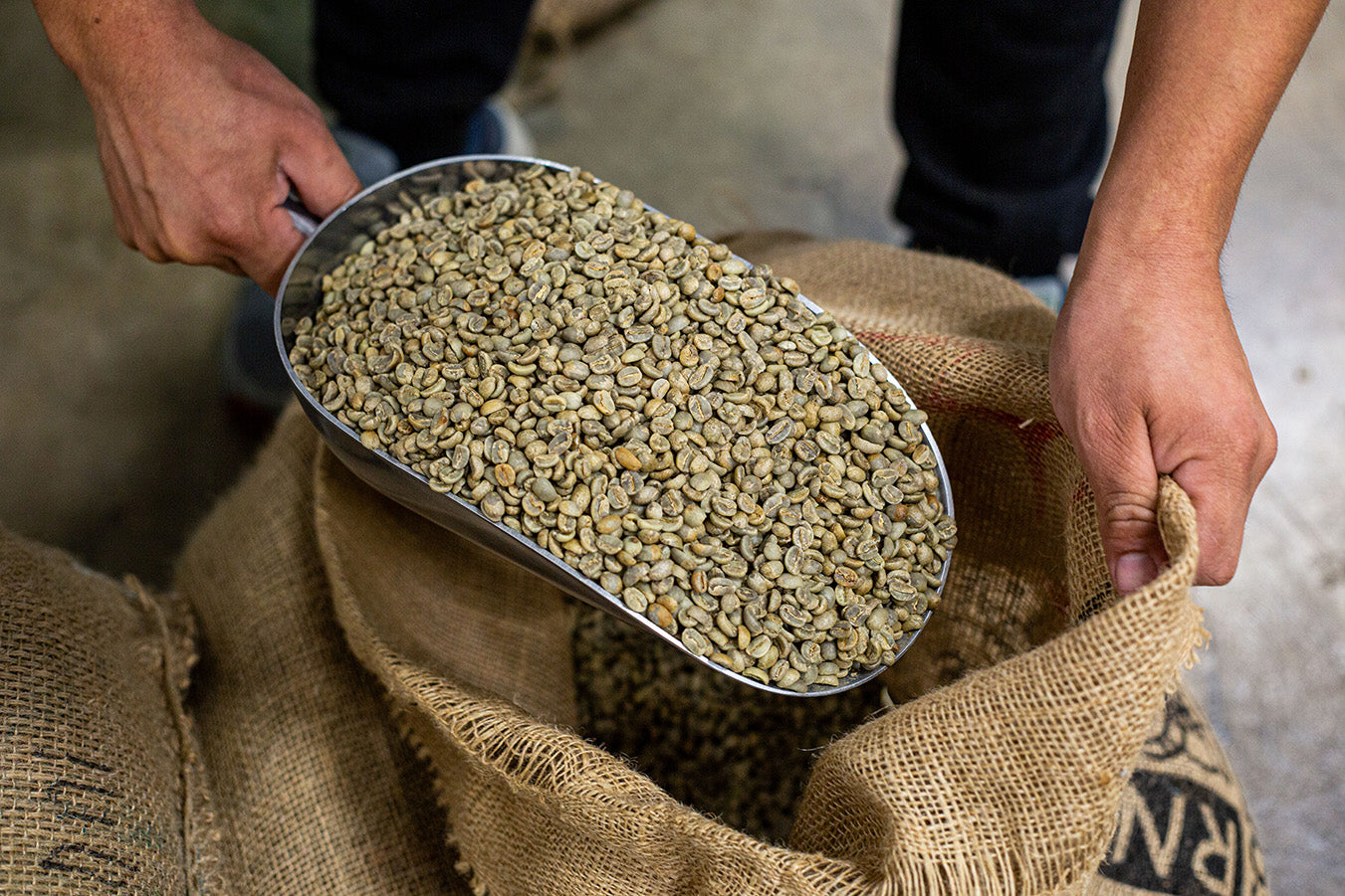 SCA Green Coffee Intermediate